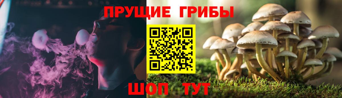 Псилоцибиновые грибы Cubensis  Вход с VPN  Красный Сулин 